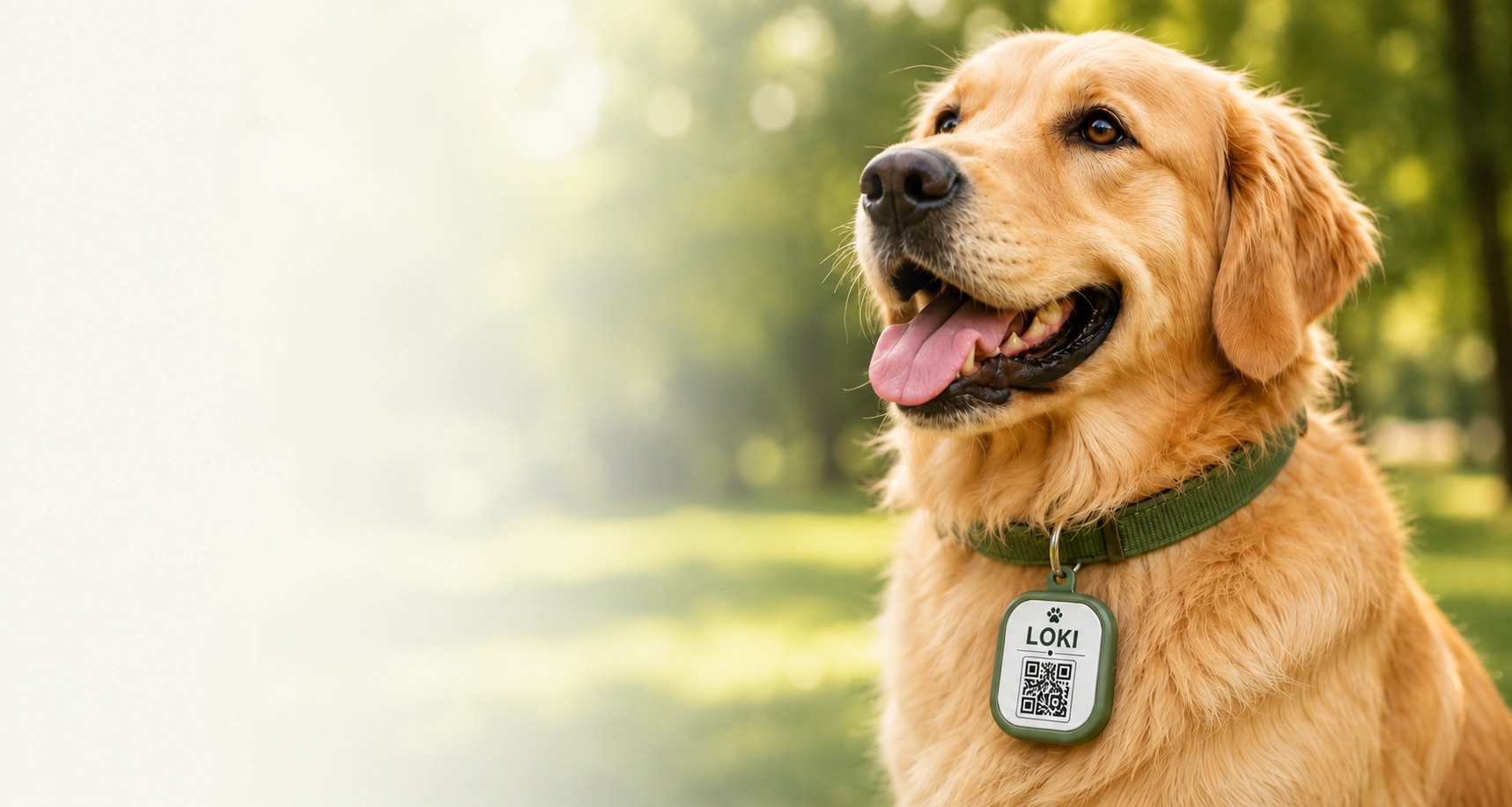 Perro utilizando una placa QR SafePet